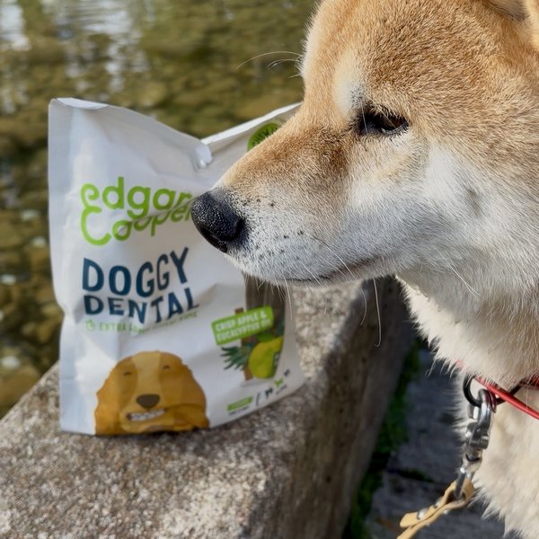 Bob the Shiba Inu sniffing a bag of Edgard & Cooper Doggy Dental treats