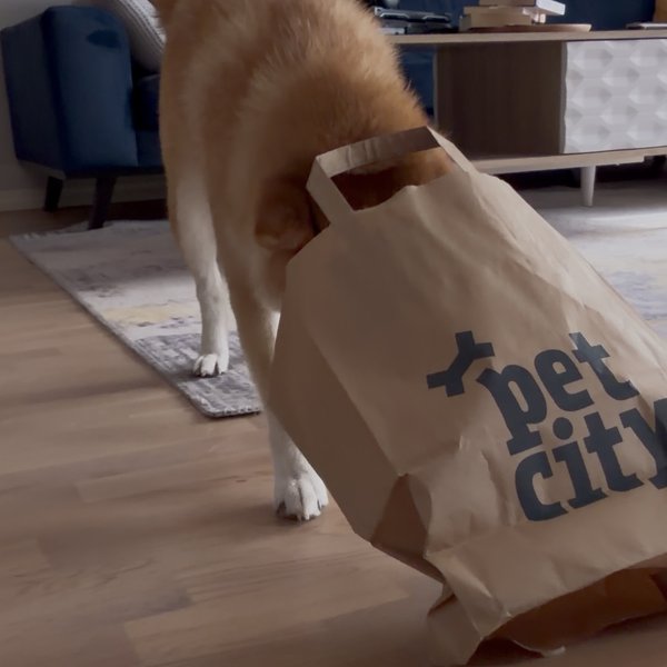 Bob the Shiba Inu dragging a Pet City paper bag across the living room