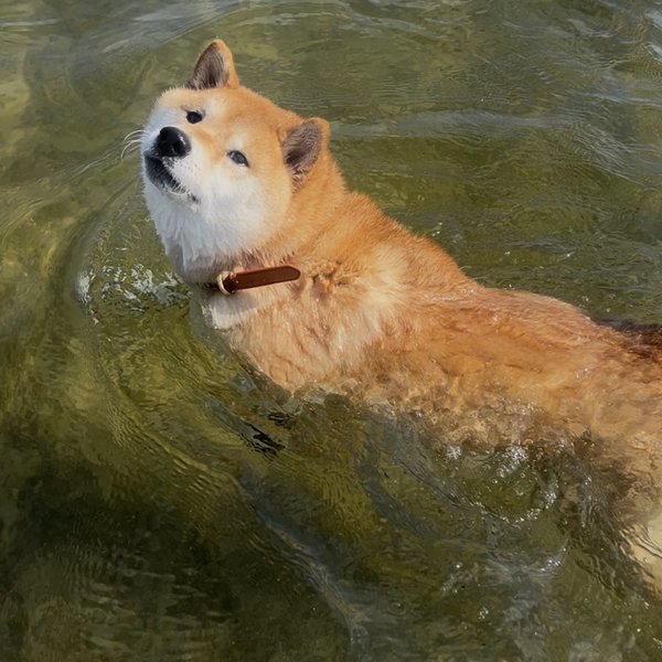 Bob the Shiba Inu swimming while wearing a Tractive GPS collar